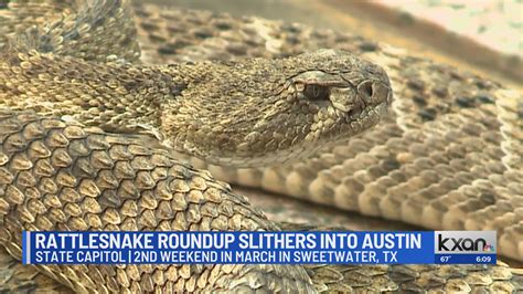 Rattlesnake Roundup at the Texas State Capitol – KXAN Austin
