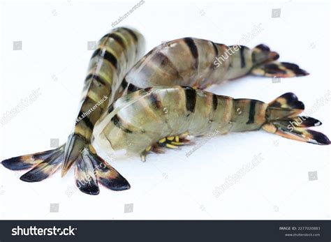 black tiger shrimp penaeus monodon called stock photo
