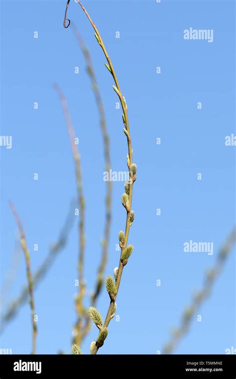 Flowering Bush Of Pussy Willow In The Spring Forest Stock Photo Alamy