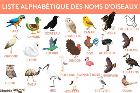 noms collectifs pour des groupes d'oiseaux - Observer