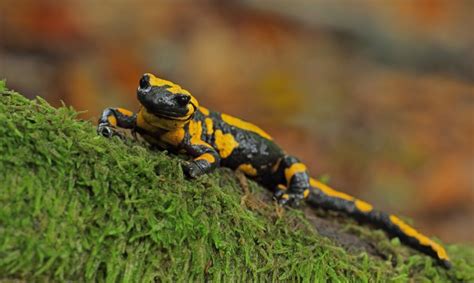 Salamander Life Cycle - Interesting Animals
