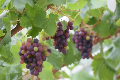 grapevines stock  images  backgrounds