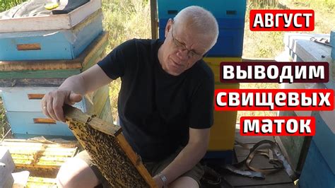 Замена маток в августе Выход маток в августе - YouTube