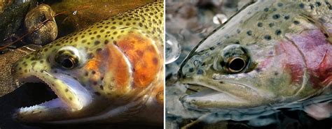 Ways To Determine The Sex Of A Trout Fly Fishing Gink And Gasoline How To Fly Fish