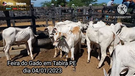 Pre O Do Gado Nelore Na Feira De Animais De Tabira Pe Youtube