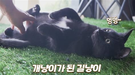 겁 많은 길냥이에서 개냥이가 된 새끼고양이 마당을 누비는 카라네 쫀니와 쪼꼬미들 🏝️베베집사 제주살이 Youtube