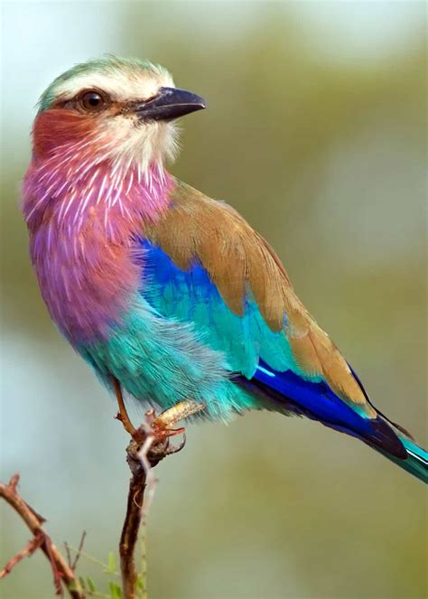 Identify my bird. – Chat Forum – Singletrack World Magazine Forum