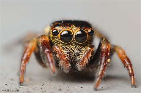 Глаза Паука Фото Крупным Планом – Telegraph