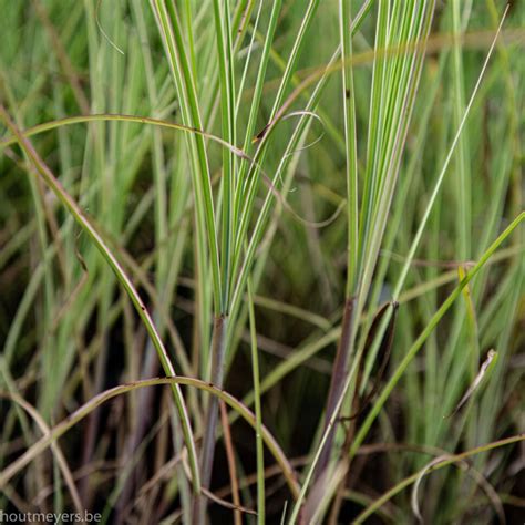 MISCANTHUS SINENSIS 'MORNING LIGHT' - Houtmeyers Plantencentrum en ...