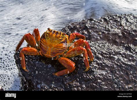 Sally Lightfoot Crab Grapsus Grapsus Punta Cormorant Floreana