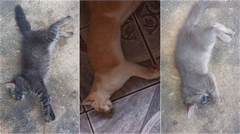 Gatos S O Mortos Por Envenenamento E Causa Revolta Em Cidade Do Piau