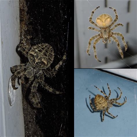 Saw these 3 spiders on my husband’s grandmother’s garage in Edmonton