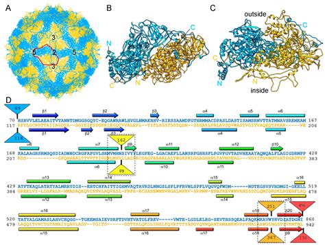 Capsid Structure of dsRNA Fungal Viruses
