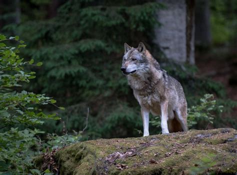 vilkas vilniaus virsuliskiu mokykla