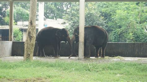 Premium Photo | Elephant in bangladesh national zoo