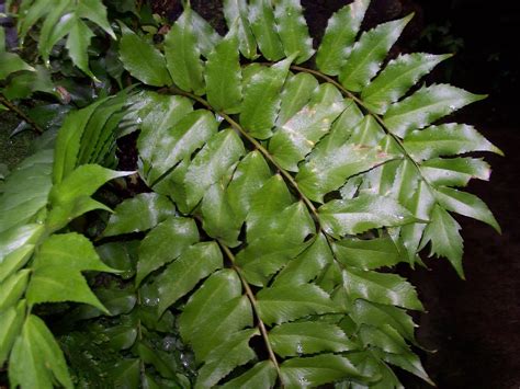 Holly fern facts learn how to grow a holly fern plant – Artofit