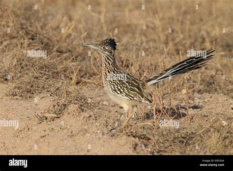The roadrunners hi-res stock photography and images - Alamy