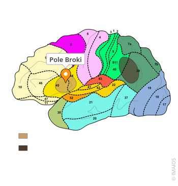 pole broki  anatomy imaios