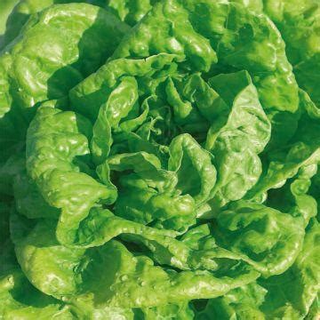Laitue à couper Feuille de Chêne blonde à graine noire Graines de Laitue à couper