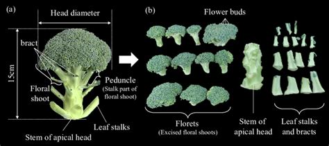 Broccoli Head And Florets Prepared For Measurements A The Prepared