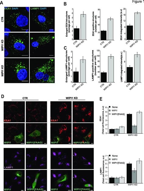 Loss Of Wipi Alters The Endo Lysosomal Compartment A Representative