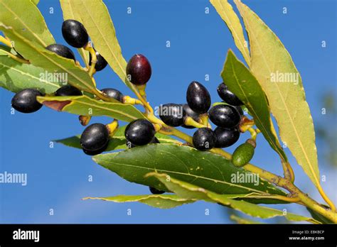 Sweet Bay Laurel Bay Tree Sweet Bay Laurus Nobilis Fruits On A