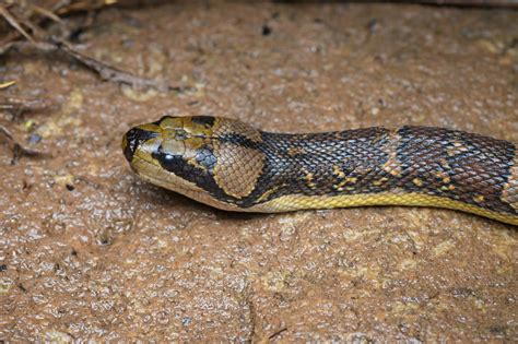 Cox's mud snake (Homalopsis mereljcoxi)