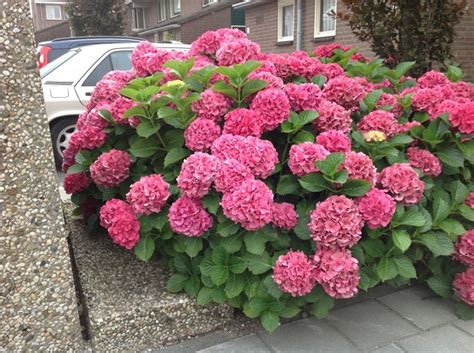 Выращивание гортензии из семян в домашних условиях - TheFlowers