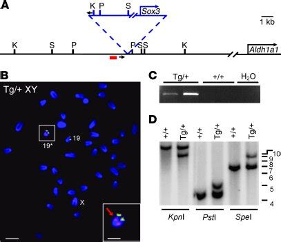 JCI Identification Of SOX3 As An XX Male Sex Reversal Gene In Mice And Humans