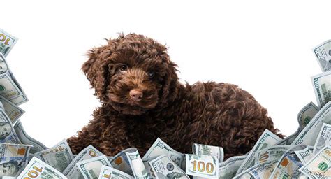 labradoodle cost    price   popular mixed breed