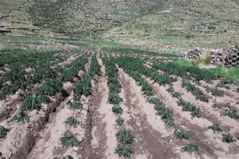 Heladas dañan cultivos de panllevar en distritos de dos provincias