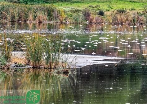 Alertan De Que Han Vuelto A Aparecer Peces Muertos Flotando En El