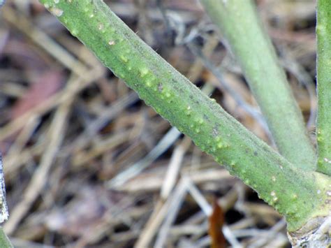 Bumps On Tomato Vines What Are These White Bumps On Tomato Stems