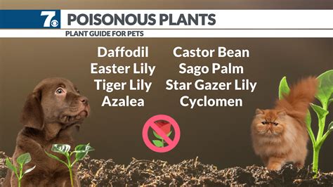 Are Primrose Plants Poisonous To Cats And Dogs