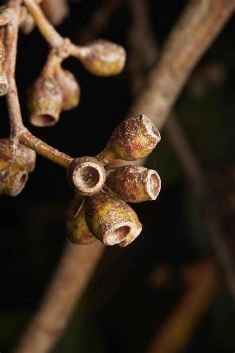 brown top stringybark  bellfield vic  australia  august