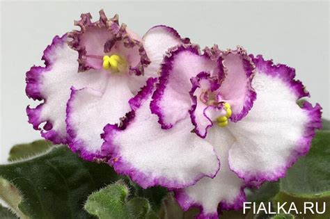 Фиалка Raspberry Crisp