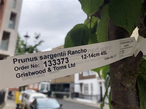 how to plant cherry trees from seed 3