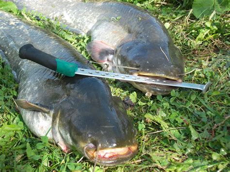 Ловля сома на квок 2018 | ВКонтакте