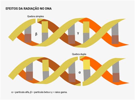 Efeitos Biologicos Da Radiação - Infográfico Dos Efeitos Da Radiação No Dna - Efeitos Biologicos Da ...