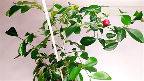 Мурайя метельчатая. Плоды - YouTube