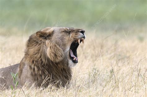 Male lion roaring - Stock Image - C058/5209 - Science Photo Library