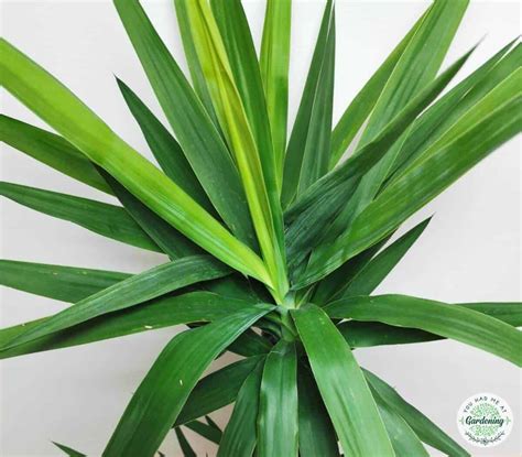 Yucca Plant Care How To Grow And Care For Yuca Tree Indoors