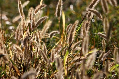 Free picture: wild grass, seed, grass heads