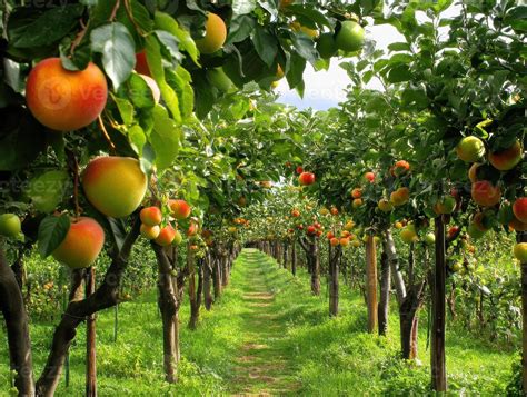 lush apple orchard  ripe fruit hanging  trees creating