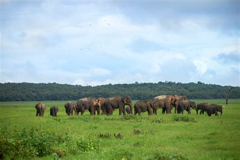 Wilpattu National Park