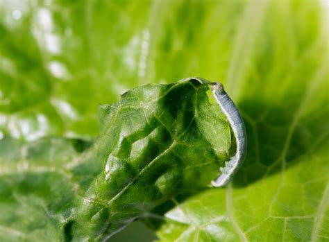 7 Ways to Protect Your Spinach From Cabbage Loopers