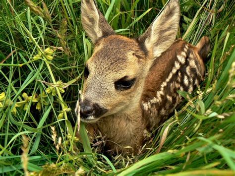 Nahuby.sk - Fotografia - mláďa srny lesnej Capreolus capreolus