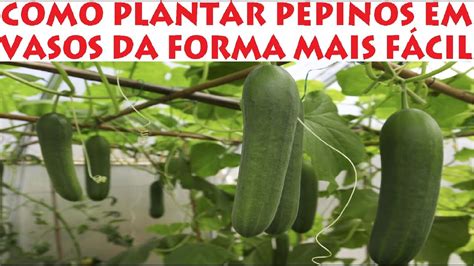 Como Plantar Pepino Em Vasos Da Forma Mais F Cil Que Existe Youtube