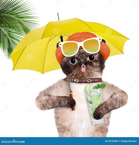 Cat with lemonade. stock photo. Image of humor, cooling - 53787602