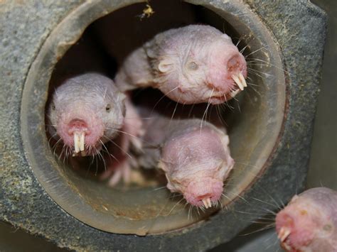 Naked Mole Rats Can Survive For 18 Minutes Without Oxygen The
